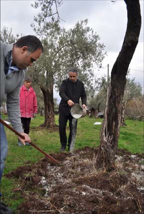 Ενσωμάτωση ζεόλιθου σε ελαιόδενδρα - Ν. Λυγερός - Κτήμα Στρατή Φωτίου, Σκαμιά, Μυτιλήνη | Zeolife.gr