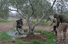 Ενσωμάτωση ζεόλιθου σε ελαιόδεντρα στο Εκκλησάκι Αγ. Αρσενίου - Γ. Παϊσίου στην Αλεξανδρούπολη