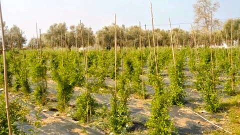Ζεόλιθος σε ελαιόδεντρα, κερασιές, γκότζι μπέρι, Αλεξανδρούπολη [Φωτογραφίες]