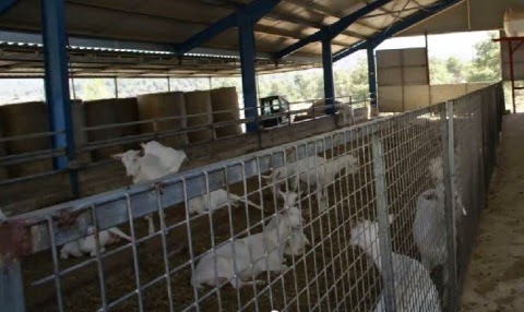 Ν. Λυγερός: Ενημέρωση για τον ζεόλιθο στην Φάρμα Βιολογικής Εκτροφής - Riverland
