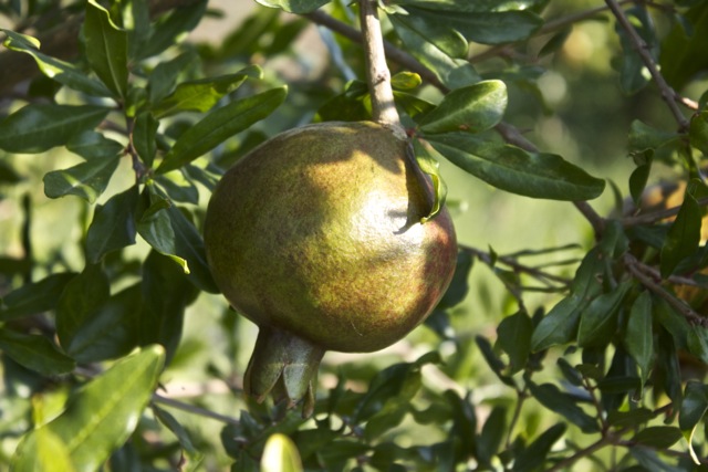 ζεόλιθος σε Ροδιές, Μοναστηράκι, Αλεξανδρούπολη 13/08/2014