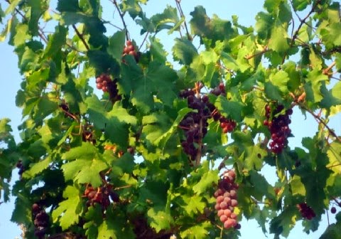 Ζεολιθικό αμπέλι. Αραδίππου, Κύπρος. 04/08/2014.