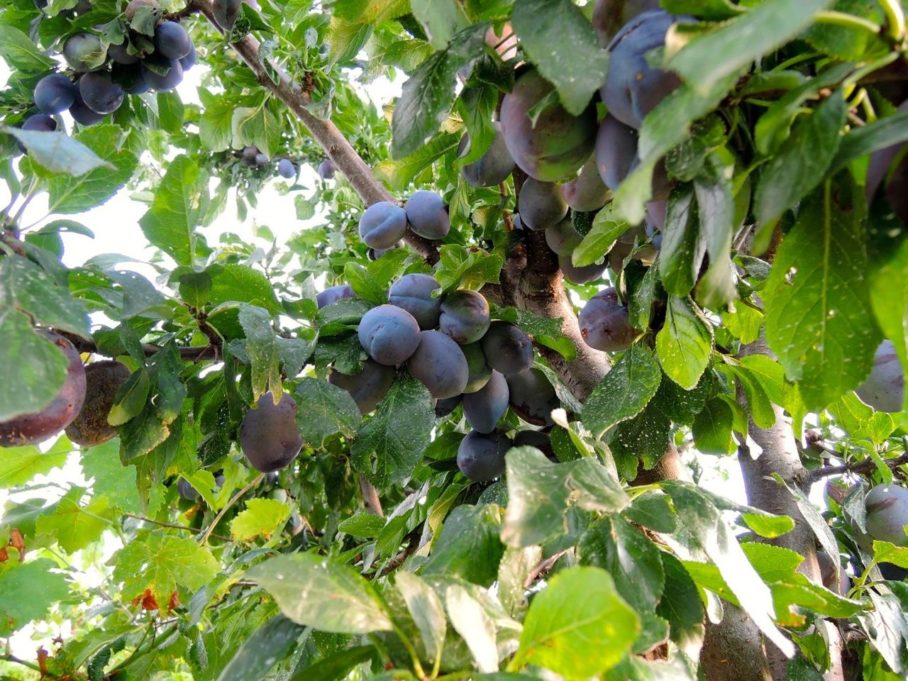 Η ζεολιθική επιτυχία του Γρηγόρη Αζορίδη στη Νέα Ορεστιάδα