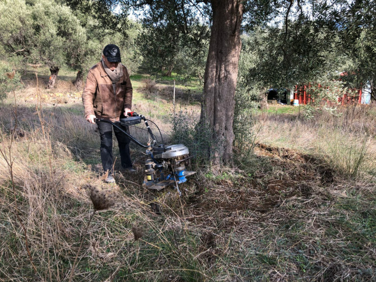 Ο ζεόλιθος στην ελιά - Ζεόλιθος | Zeolife.gr