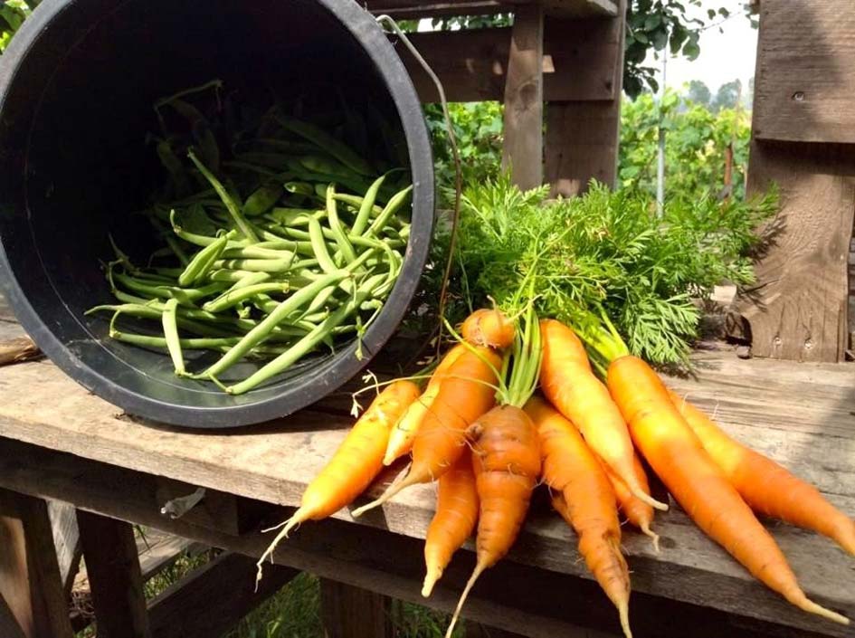 zeolite in carrots