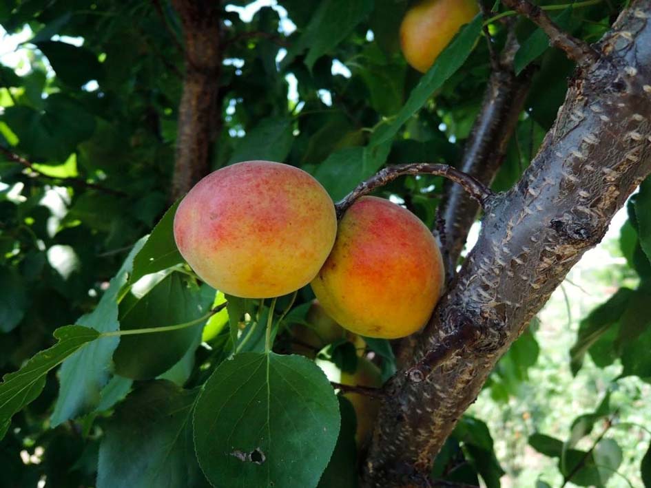 zeolite in peaches