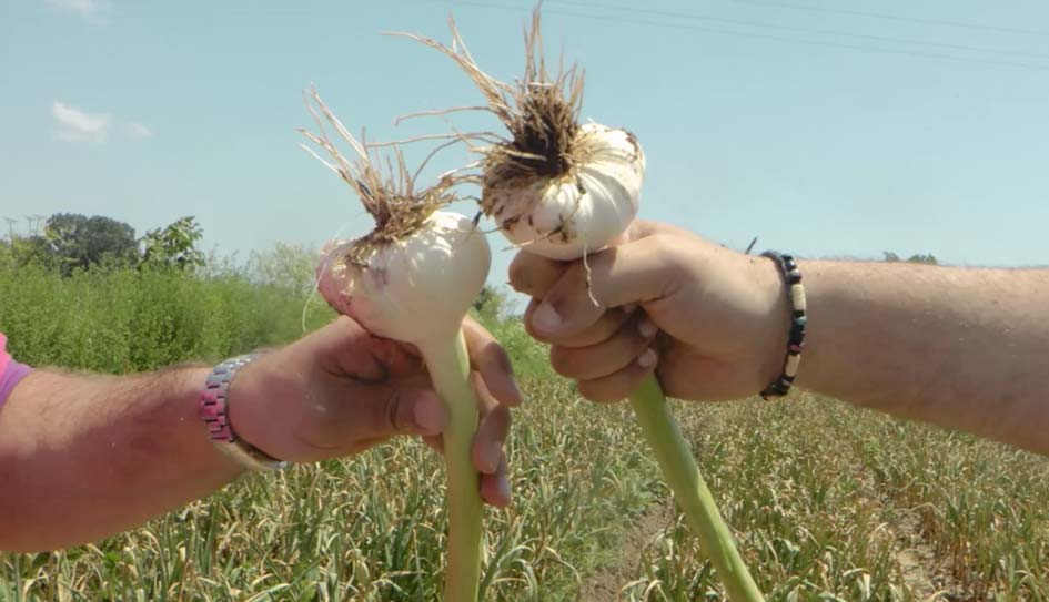 zeolite in garlic;