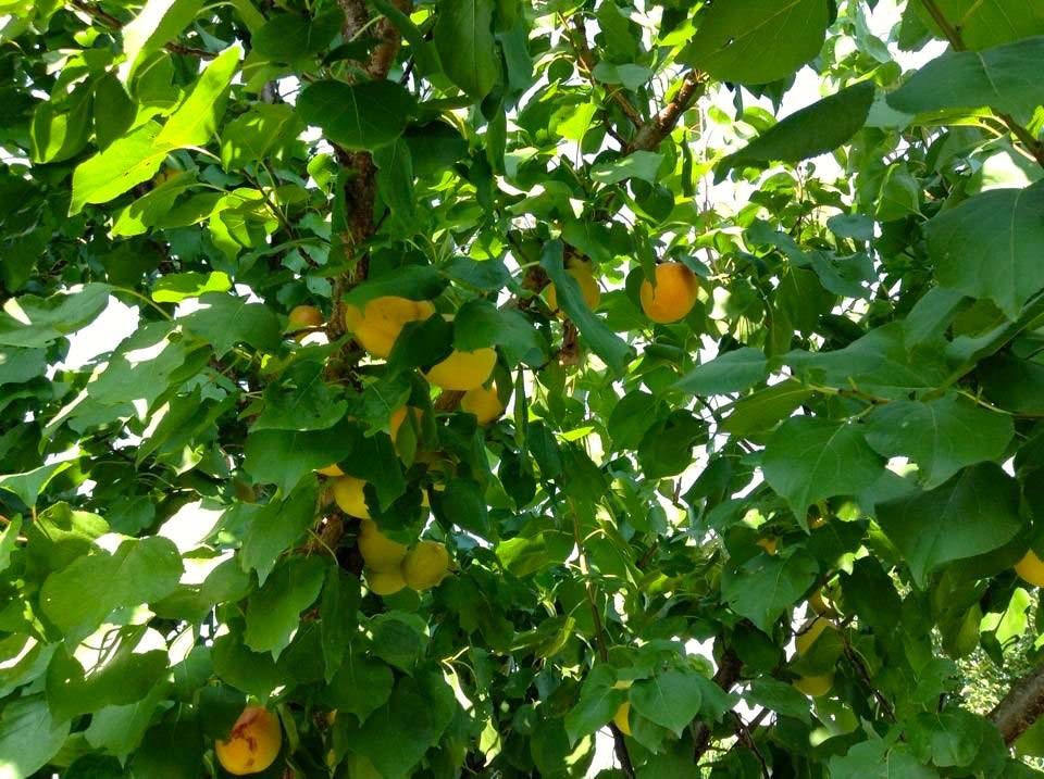zeolite in apricots