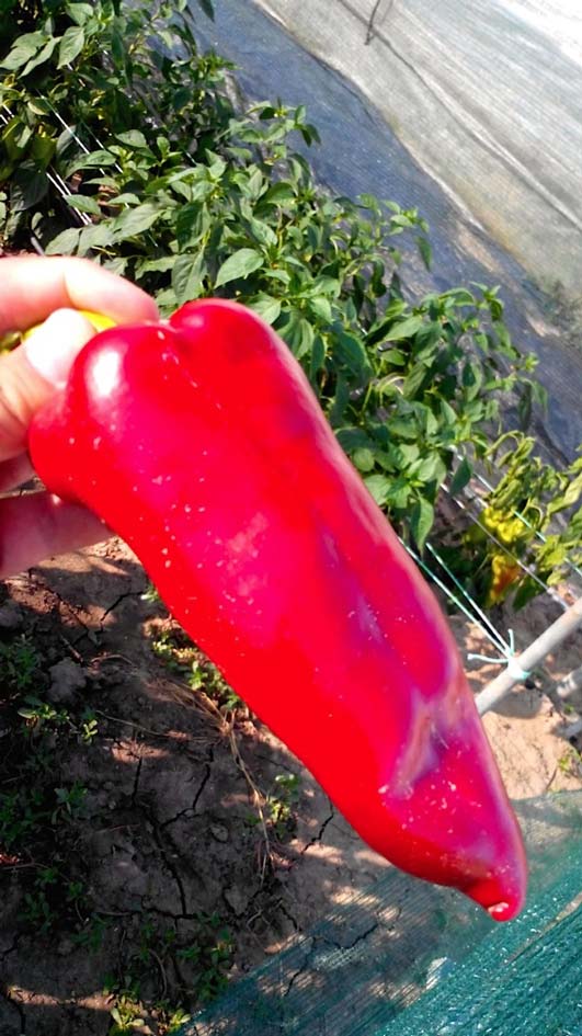 zeolite in Florina peppers
