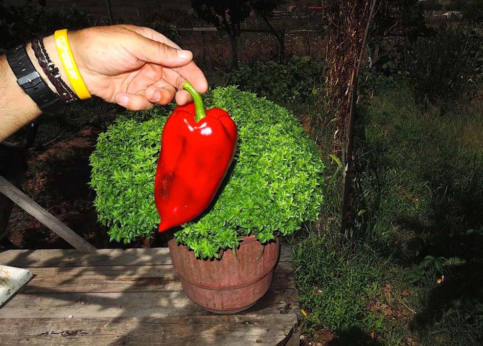 zeolite in Florina peppers