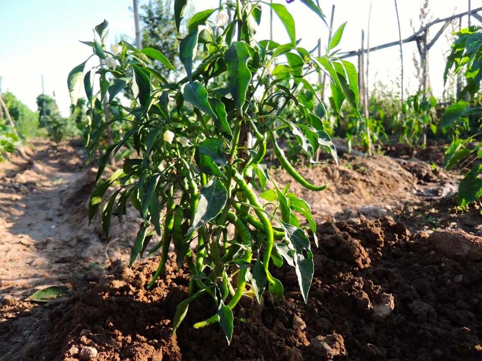 zeolite in green peppers