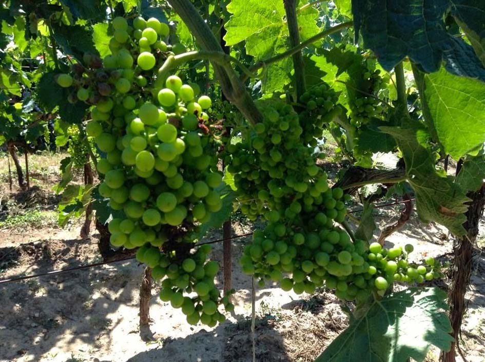 zeolite on vine