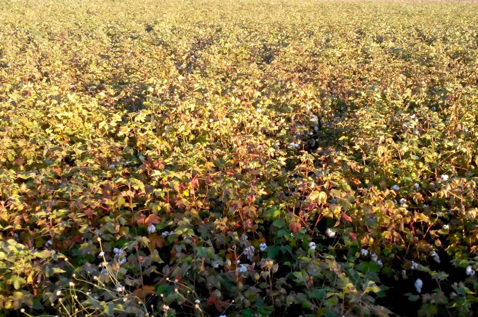 zeolite on cotton