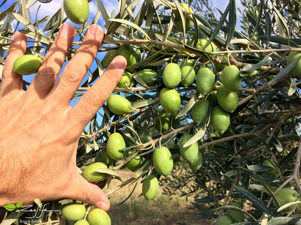 Ο ζεόλιθος στη βιολογική καλλιέργεια της ελιάς με ενσωμάτωση [Video]
