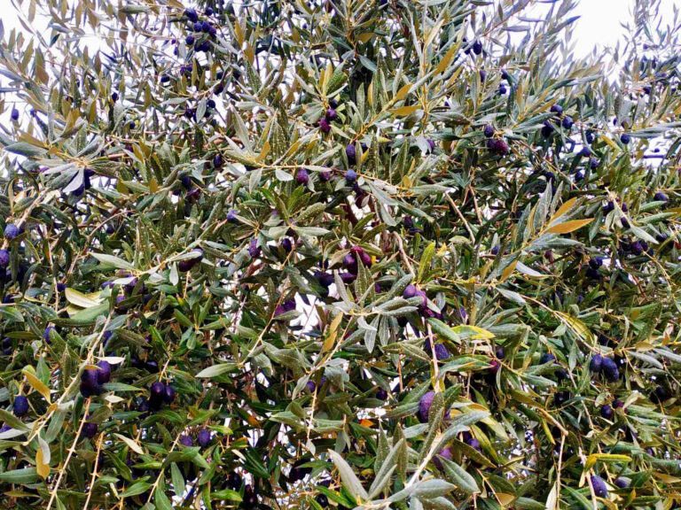 Οι ελιές του ζεόλιθου και του EcoPlant® στη Θάσο [video]