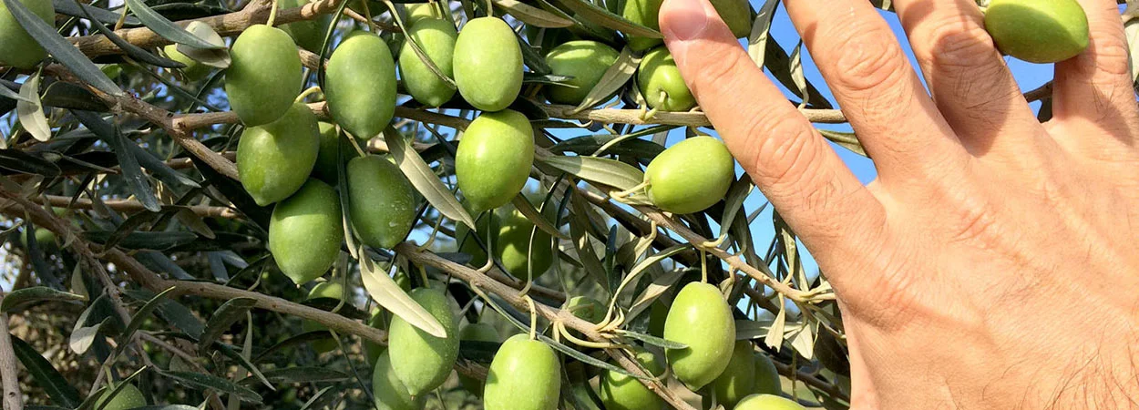 Ελιά - Αύξηση και ομοιομορφία παραγωγής | Ζεόλιθος | Zeolife.gr