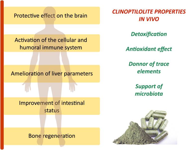 Critical Review on Zeolite Clinoptilolite Safety and Medical Applications in vivo